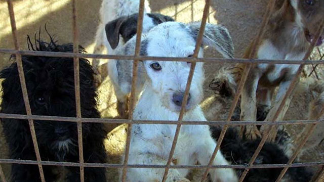 Güney Kıbrıs’ta hayvanlar için poliste birim kuruluyor