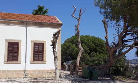 Dipkarpaz'daki ağaçlara ne oluyor!