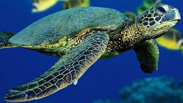 Meksika'da deniz kaplumbağaları için, otel projesine onay verilmedi