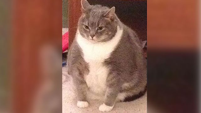 Şişman kedi, verdiği kilolarla sosyal medyada ilgi odağı oldu