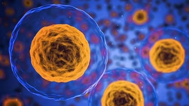 Yeni bir insan hücresi yapısı keşfedildi