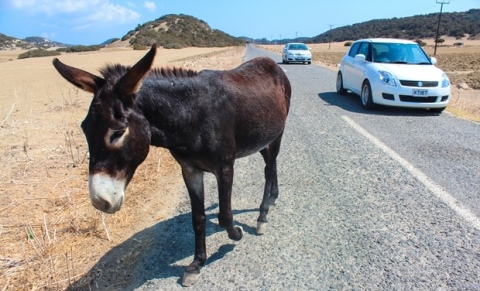 Fotoğraf çekerken düşüp ağır yaralandı