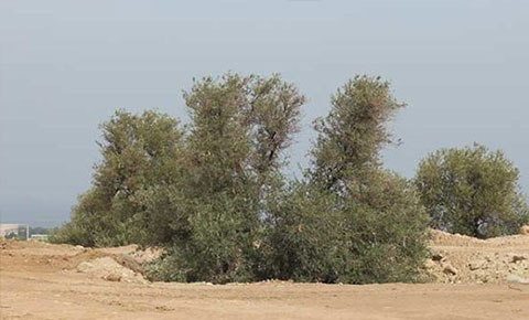 Canlı canlı gömüldüler