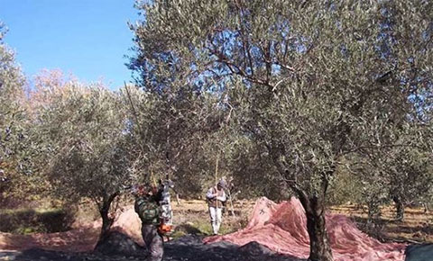 Zeytin toplarken tutuklanmayın