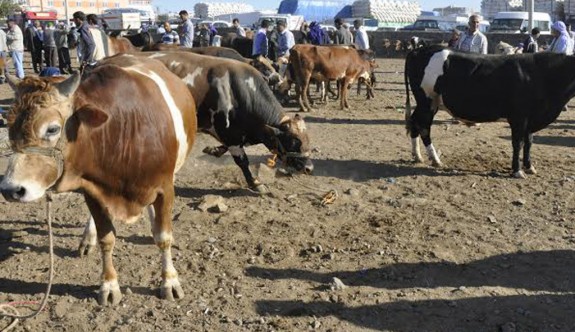 Sığırcılık Ünitesi kapatılıyor