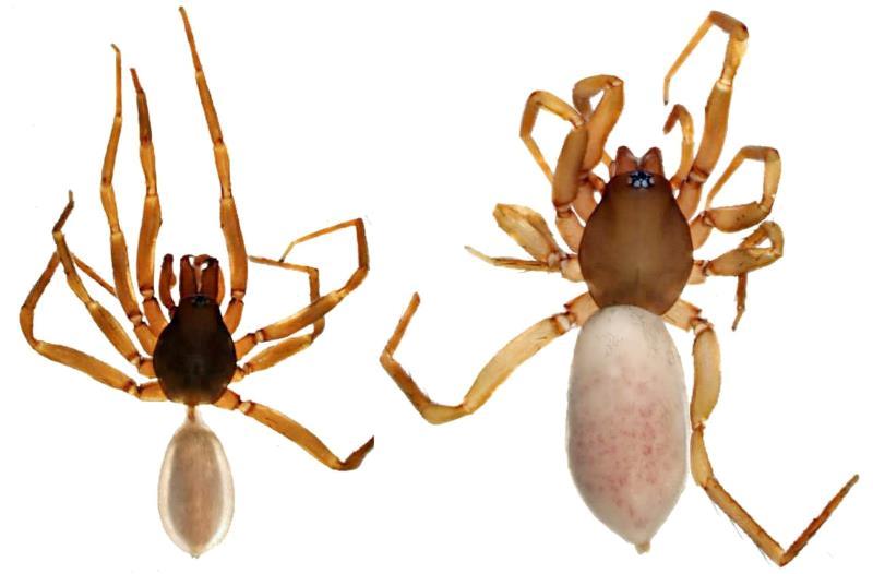 Kıbrıs’a özgü yeni bir Örümcek türü keşfedildi…