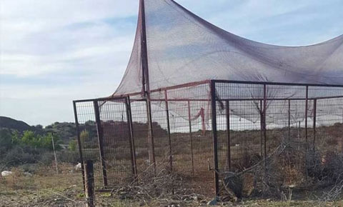 Kümesten keklik çaldılar