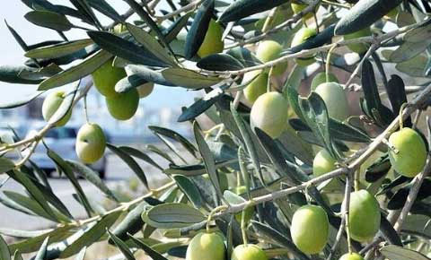 Zeytin ağacı kesen 2 kişi tutuklandı