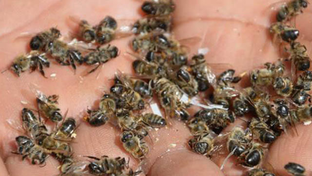 Toplu arı ölümleri, hastalıktan değil zirai ilaçlardan