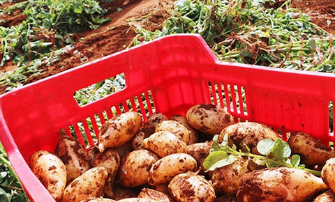 Sezonun ilk patatesi piyasada