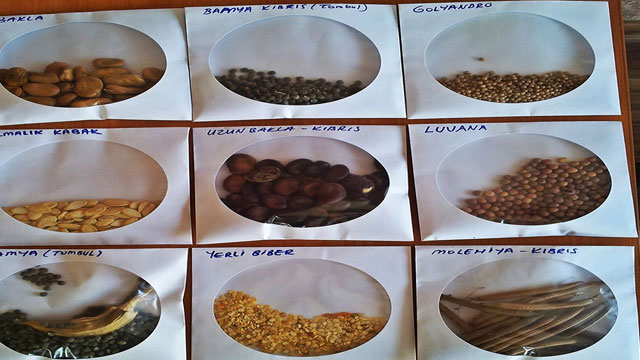 Yeryüzü Tohumları İnisiyatifi ve Slow Food Salamis’ten yerli tohumlara sahip çıkma çağrısı