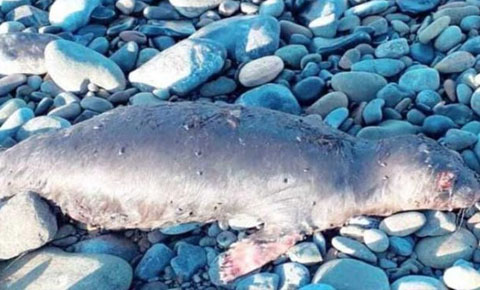 Akdeniz foku kıyıya vurdu