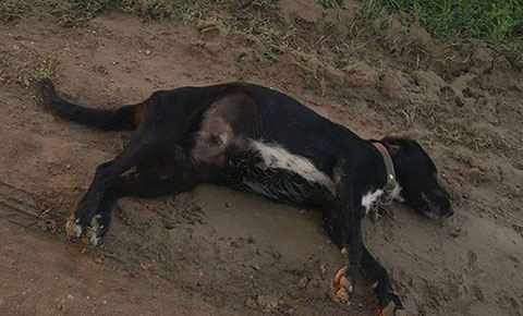 Büyük Av'ın ikinci günü: "Arabasıyla ezerek öldürdü"