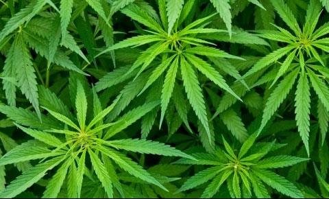 Akova'da 6 kök hintkeneviri tespit edildi