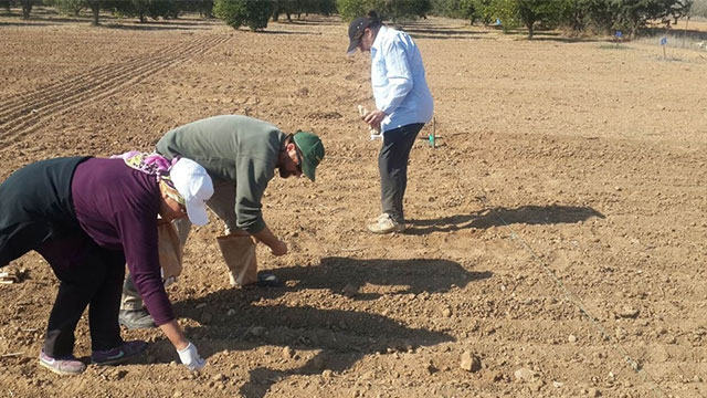 Kıbrıs koşullarına uygun iki arpa çeşidi 2020'de ekilebilecek