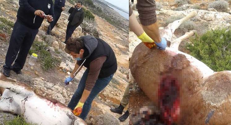 “Zehirlenmedi, silahla vuruldu”