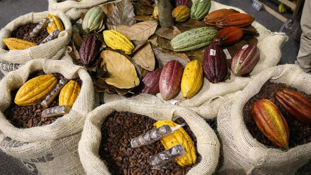 Kolombiya'da Çikolata ve Kakao Fuarı: Chocoshow...
