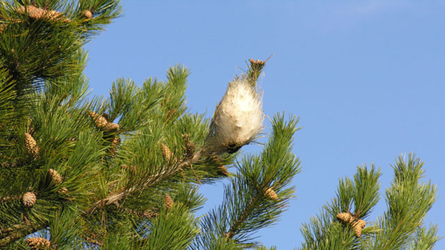 15 milyon çam ağacı ilaçlanıyor