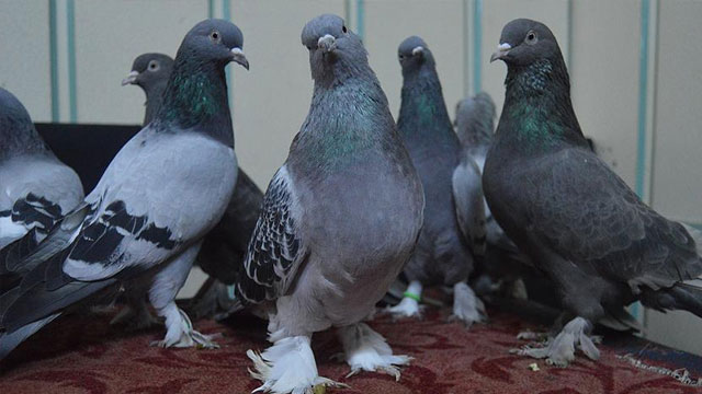 'Oyun kuşları' araba fiyatına satılıyor