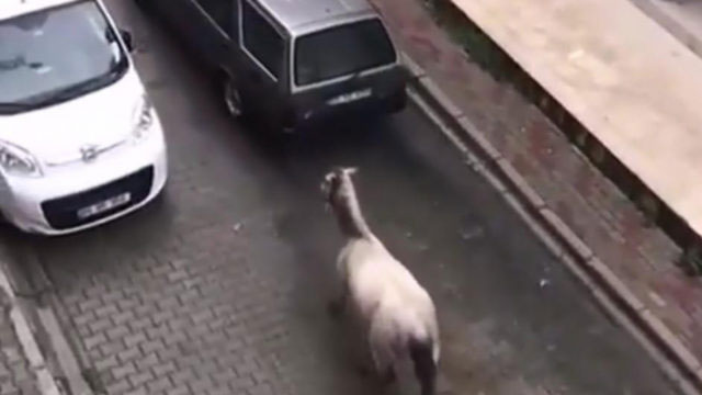 Atı, otomobilin arkasına bağlamıştı! Cezası belli oldu