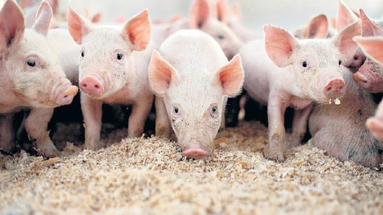 390 kilo kaçak domuz eti ele geçirildi