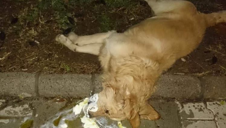 Lefke’de köpek katliamı!!!
