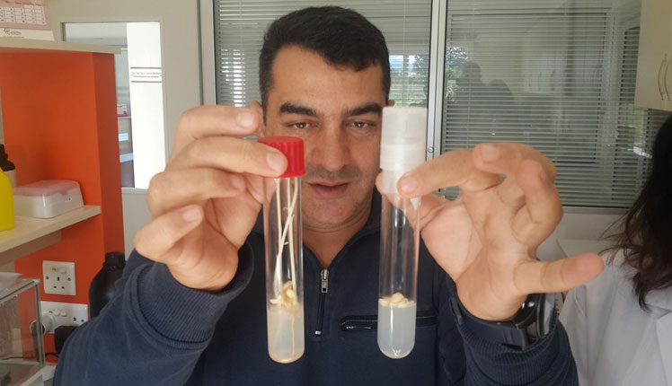 Hastalıklardan arı narenciye fidesi yetiştiriliyor...