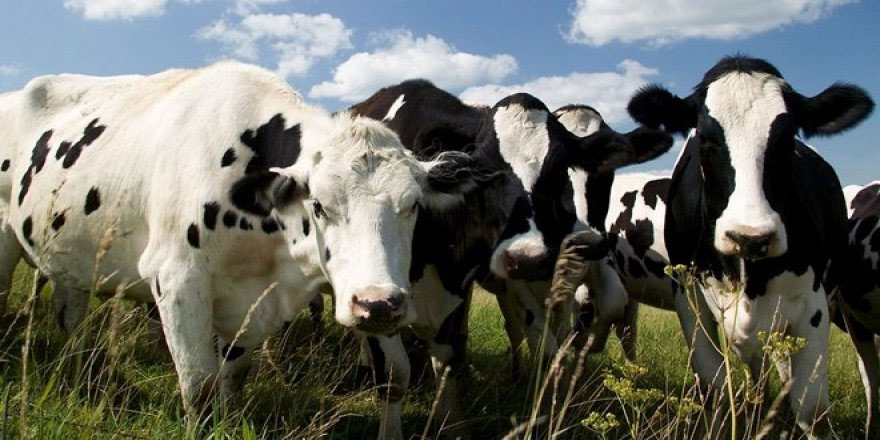 Devlet Üretme Çiftlikleri kasaplık hayvan satışı yapılacağını duyurdu