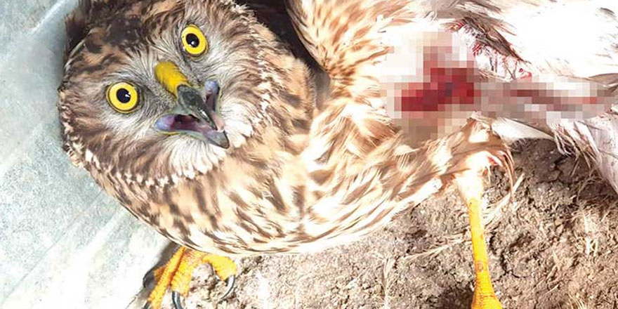 Yaralı Şahin emin ellerde