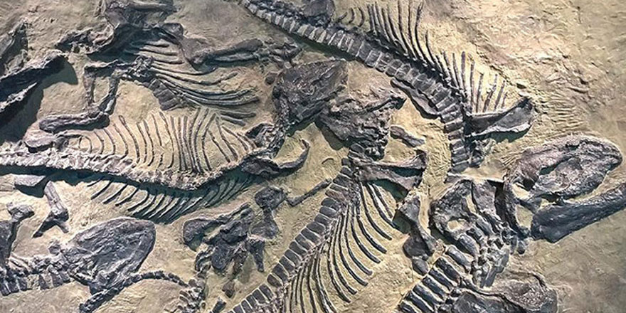 Dinozor fosilini satmaya çalışırken yakalandılar