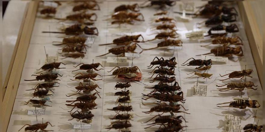 Mekke’yi çekirgeler ve hamamböcekleri bastı