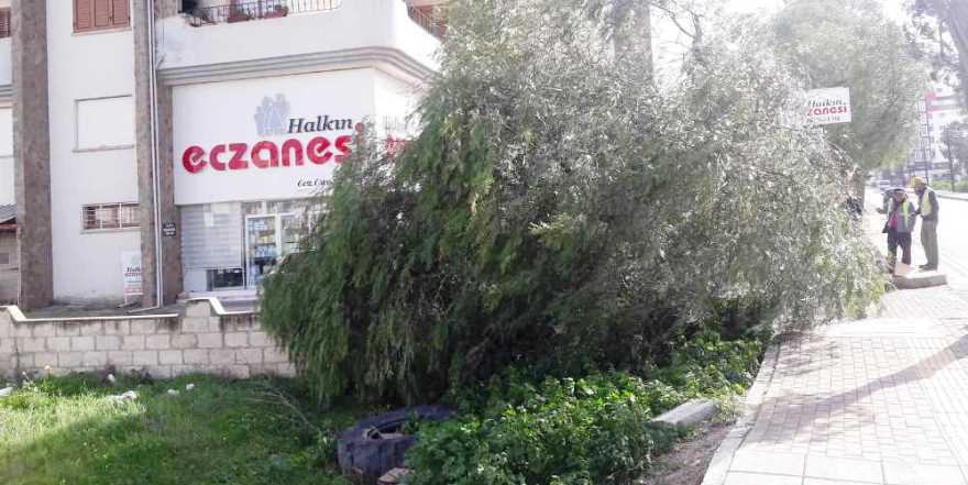 Şiddetli fırtına ağaç söktü 
