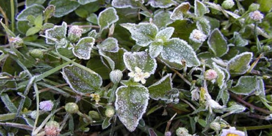 Don olayı bekleniyor