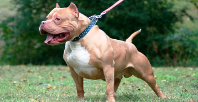 Avustralya’da Pitbull cinsi köpek, sahibini öldürdü