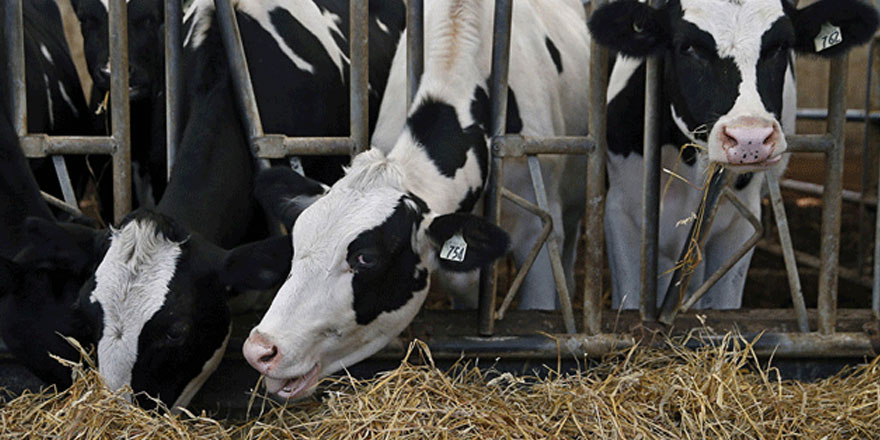 Devlet üretme çiftlikleri dairesi’nden kasaplık hayvan satışı