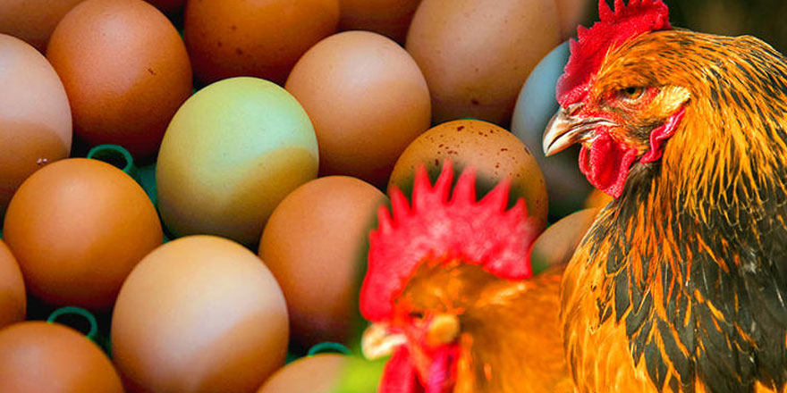 'Kanser ilaçları yumurtlayan' tavuk yetiştirildi