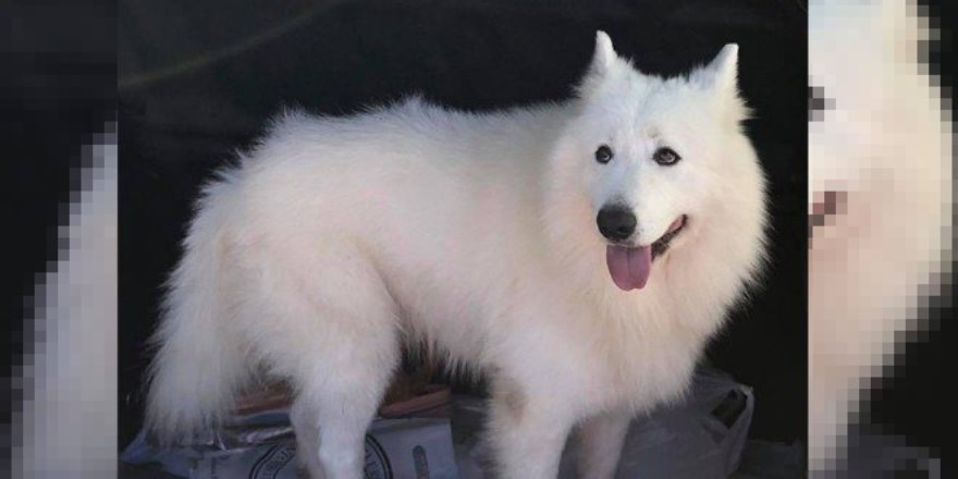 Çeler’in köpeği bulundu