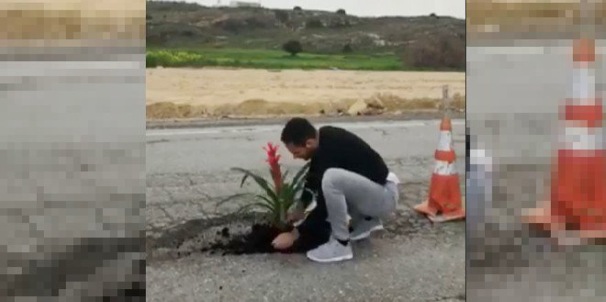 Asfalttaki çukura çiçek ekti!