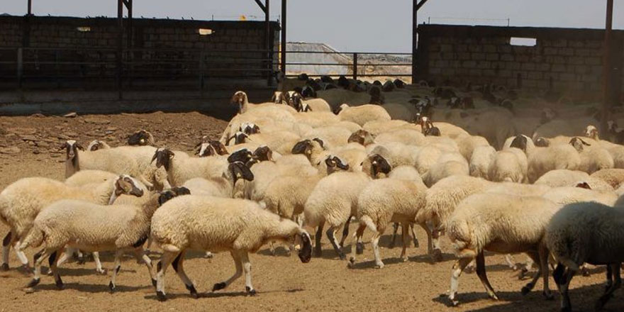 Ucuz et askıda kaldı