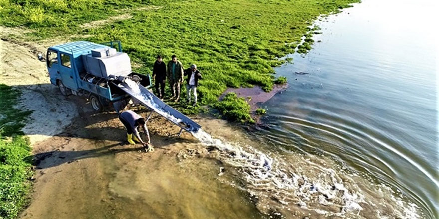 8 bin balık doğaya geri döndürüldü