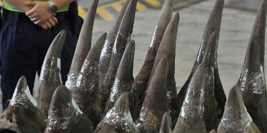 Hong Kong’da 40 kilogram gergedan boynuzu ele geçirildi