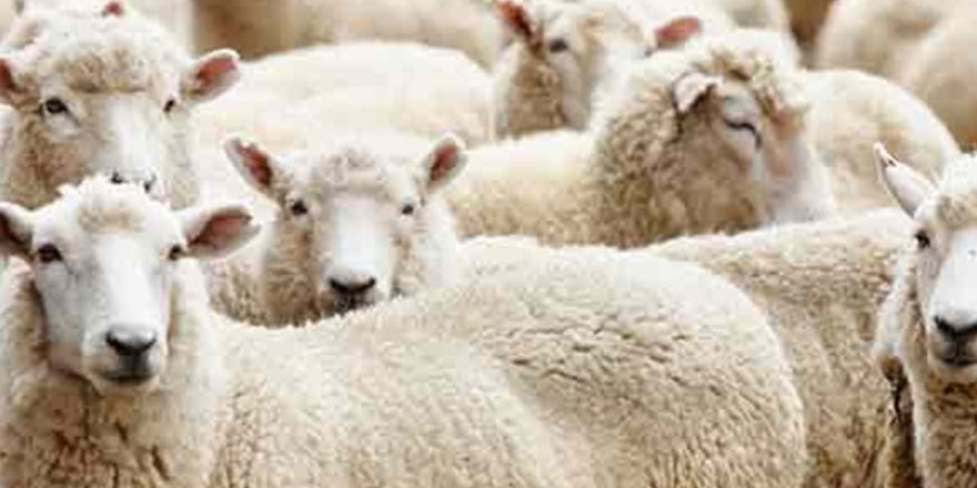 Devlet Üretme Çiftlikleri’nden kasaplık hayvan satışı