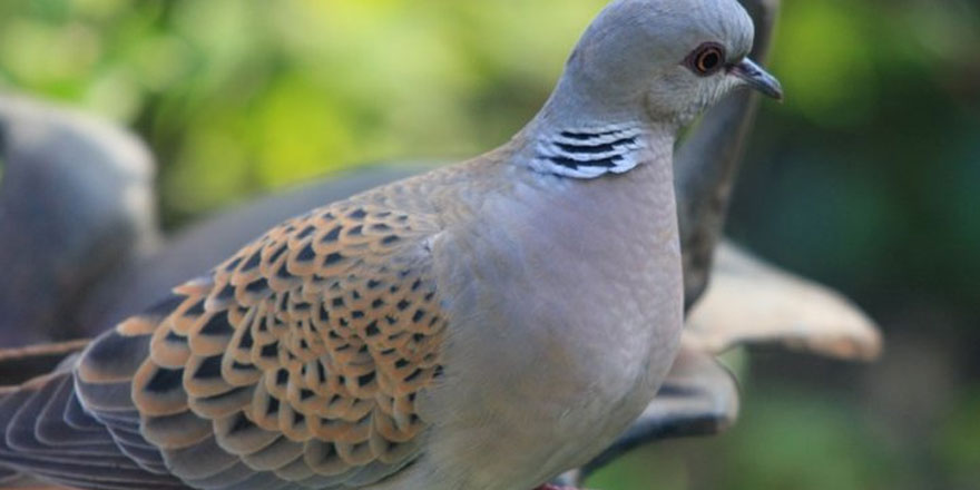 Avcılara sosyal medya kısıtlaması