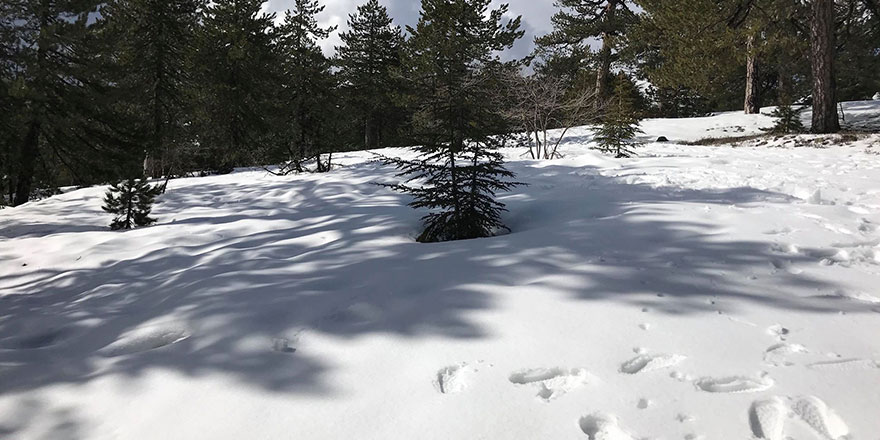 Trodos’ta kar kalınlığı bir metreye ulaştı