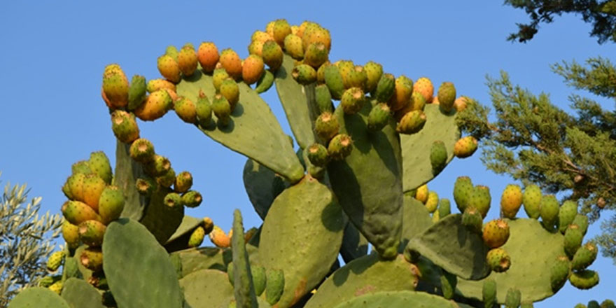 Babutsa zararlılar arasında yer alıyor