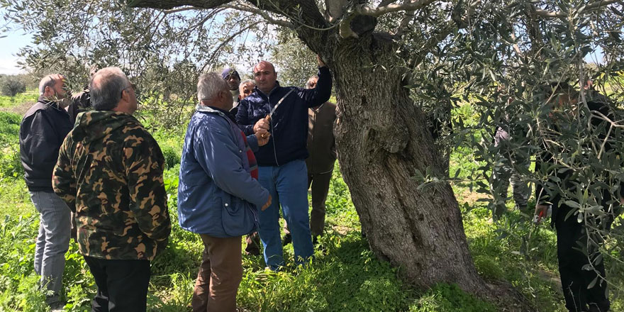 Zeytin ağaçlarında budama zamanı...