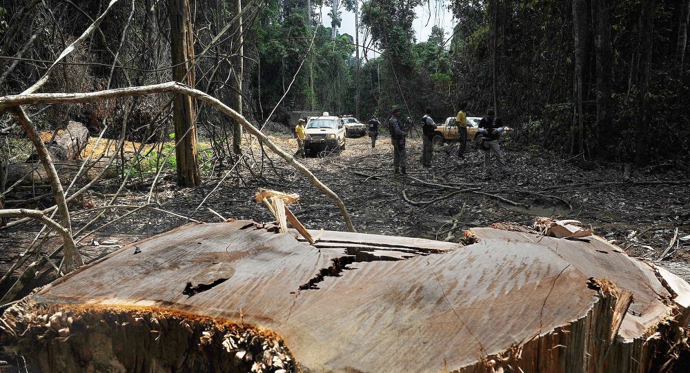 Brezilya'da çevre koruma büroları yakıldı