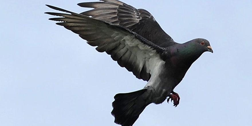 Rekor fiyata satıldı!