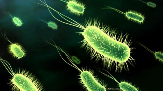 Bilim adamları bakterilerin de dokunma duyusu olduğunu ortaya çıkardı