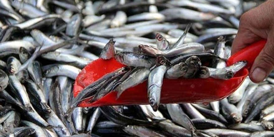 Askeri bölge dışında barınak istiyoruz